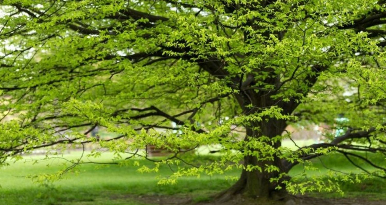 Bois de charme pour chauffage - Champion de la longévité
